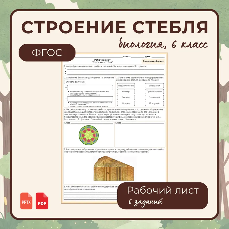 «Строение стебля», 6 класс