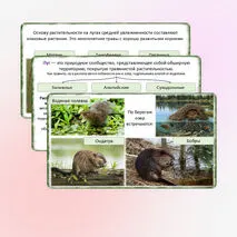 Презентация «Разнообразие природных сообществ», 5 класс