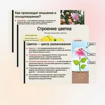 Презентация «Особенности строения и жизнедеятельности покрытосеменных растений»