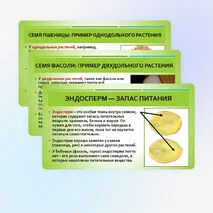 Презентация «Строение семян»