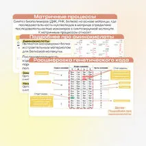 Презентация «Реакции матричного синтеза. Биосинтез белка»