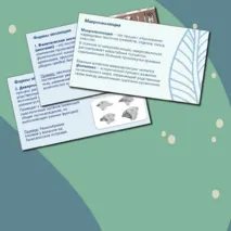 Презентация по биологии. 11 класс. Тема: «Направления и пути макроэволюции».