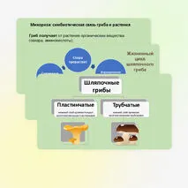 Презентация 