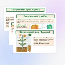 Презентация «Транспорт веществ в растении» 6 класс