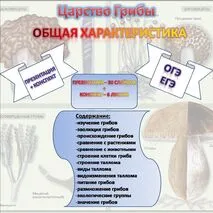 Комплект материалов по теме «Грибы. Общая характеристика» (презентация + конспект). Биология 7 класс