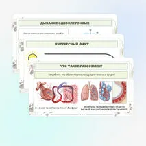 Презентация по биологии «Дыхание животных»