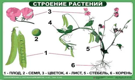 https://docs.google.com/viewer?url=http%3A%2F%2Fnsportal.ru%2Fsites%2Fdefault%2Ffiles%2F2014%2F05%2F18%2Ftablitsy_po_okr._miru.ppt&docid=705950a2970a114588092457583edfff&a=bi&pagenumber=7&w=524