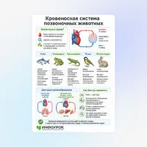 Памятка «Кровеносная система позвоночных животных.»