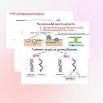 Презентация по биологии 