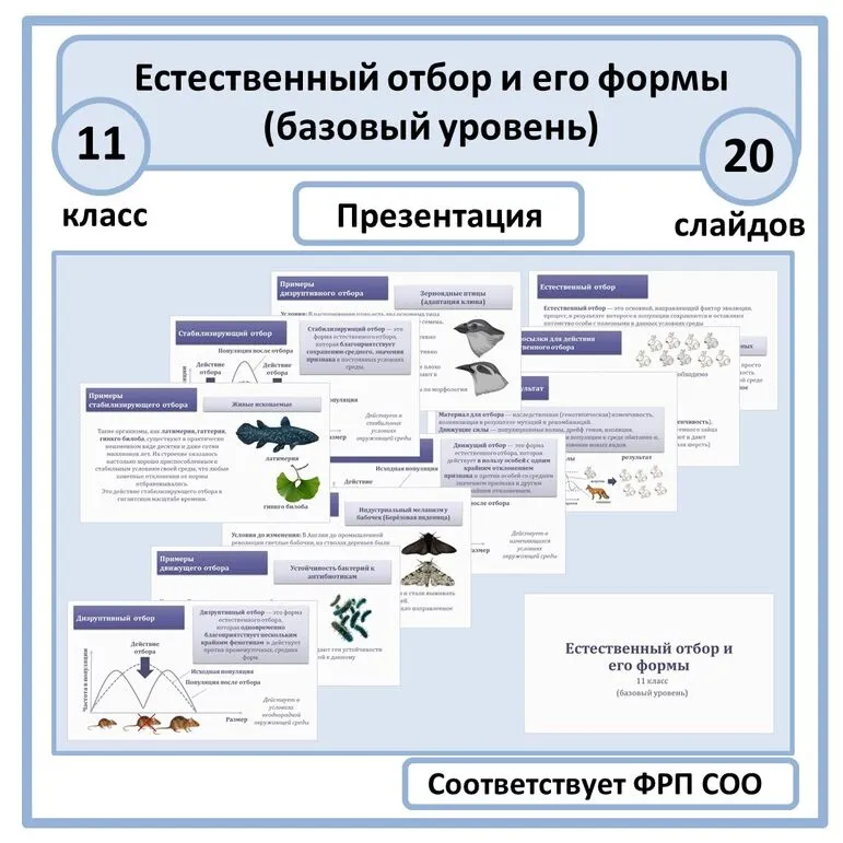 Презентация по биологии «Естественный отбор и его формы» 11 класс (базовый уровень)