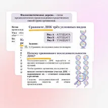 Презентация 