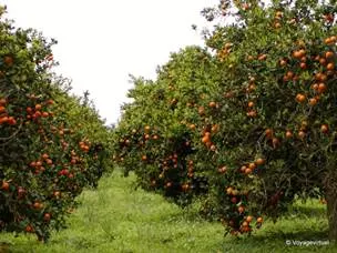 Orange trees full of oranges, Manavgat - Turkey