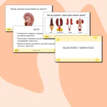 Презентация для урока по биологии 8 класс 