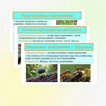 Презентация «Распространение плодов и семян в природе» 6 класс
