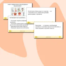 Презентация для урока по биологии 8 класс 