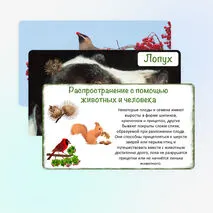 Презентация «Распространение плодов и семян в природе», 6 класс