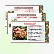 Презентация 