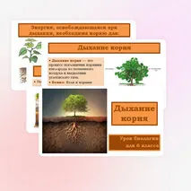 Презентация «Дыхание корня» 6 класс