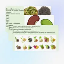 Презентация «Строение семян»