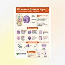 Памятка «Строение и функции ядра»
