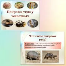 Комплект к уроку биологии 