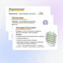Презентация 