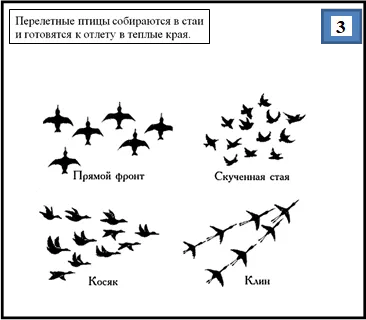 Птицы