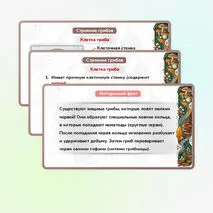 Презентация 