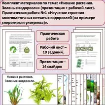 Комплект материалов по теме: «Низшие растения. Зеленые водоросли» (презентация + рабочий лист). Практическая работа №1 «Изучение строения многоклеточных нитчатых водорослей (на примере спирогиры и улотрикса)».