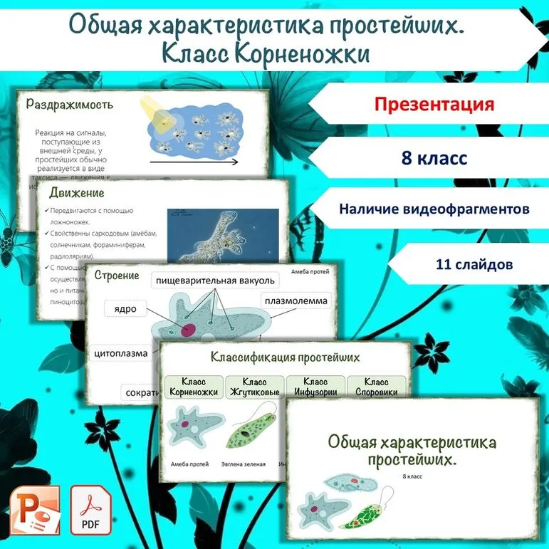Презентация «Общая характеристика простейших. Класс Корненожки», 8 класс