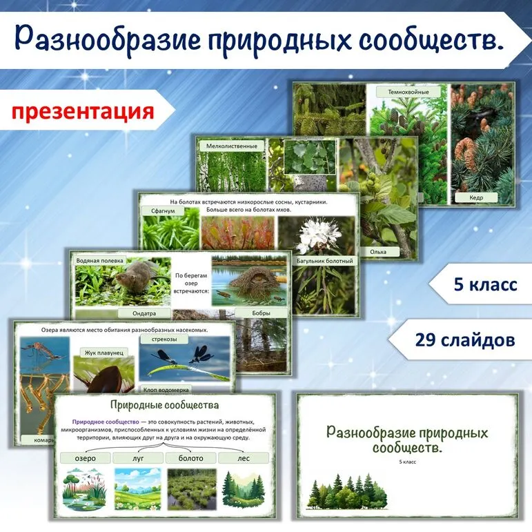 Презентация «Разнообразие природных сообществ», 5 класс