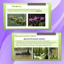 Комплект материалов для урока биологии 