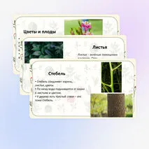 Презентация «Что мы знаем о растениях? Что общего у разных растений?» по окружающему миру, 1 класс
