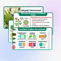 Презентация 