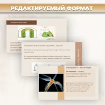 Презентация «Тип кишечнополостные» к учебнику по биологии для 7 класса- Пасечник В.В., Суматохин С.В. и др.