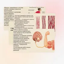 Презентация 