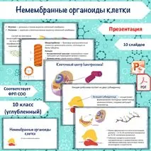 Презентация «Немембранные органоиды клетки», 10 класс (углубленный уровень)