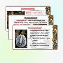 Презентация 