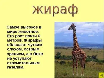 Picture background