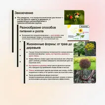 Презентация «Особенности строения и жизнедеятельности покрытосеменных растений»