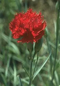 cvetok3