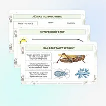 Презентация по биологии «Дыхание животных»