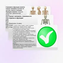 Презентация Скелет человека, строение его отделов и функции