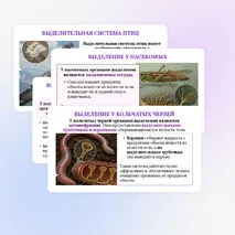 Презентация по биологии «Выделение у животных» для 8 класса