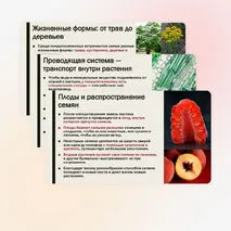 Презентация «Особенности строения и жизнедеятельности покрытосеменных растений»