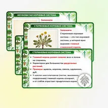 Презентация 