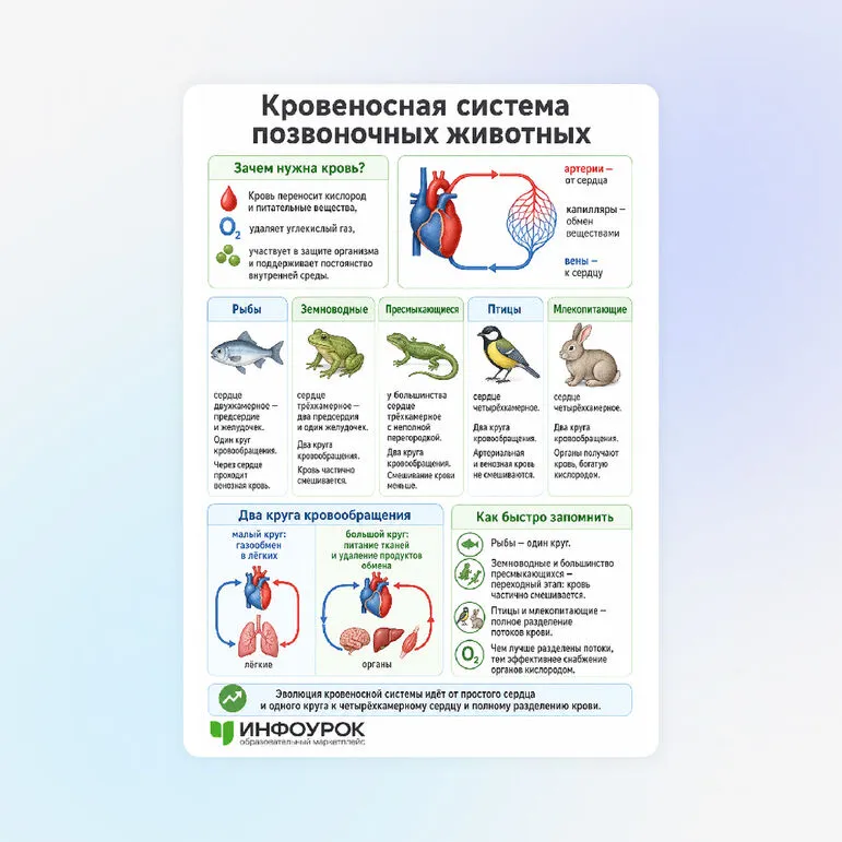 Памятка «Кровеносная система позвоночных животных.»