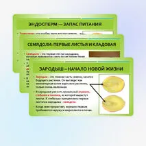 Презентация «Строение семян»