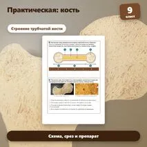Практическая работа по биологии «Исследование свойств кости», 9 класс. Пасечник.