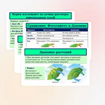 Презентация «Обмен веществ у растений» 6 класс